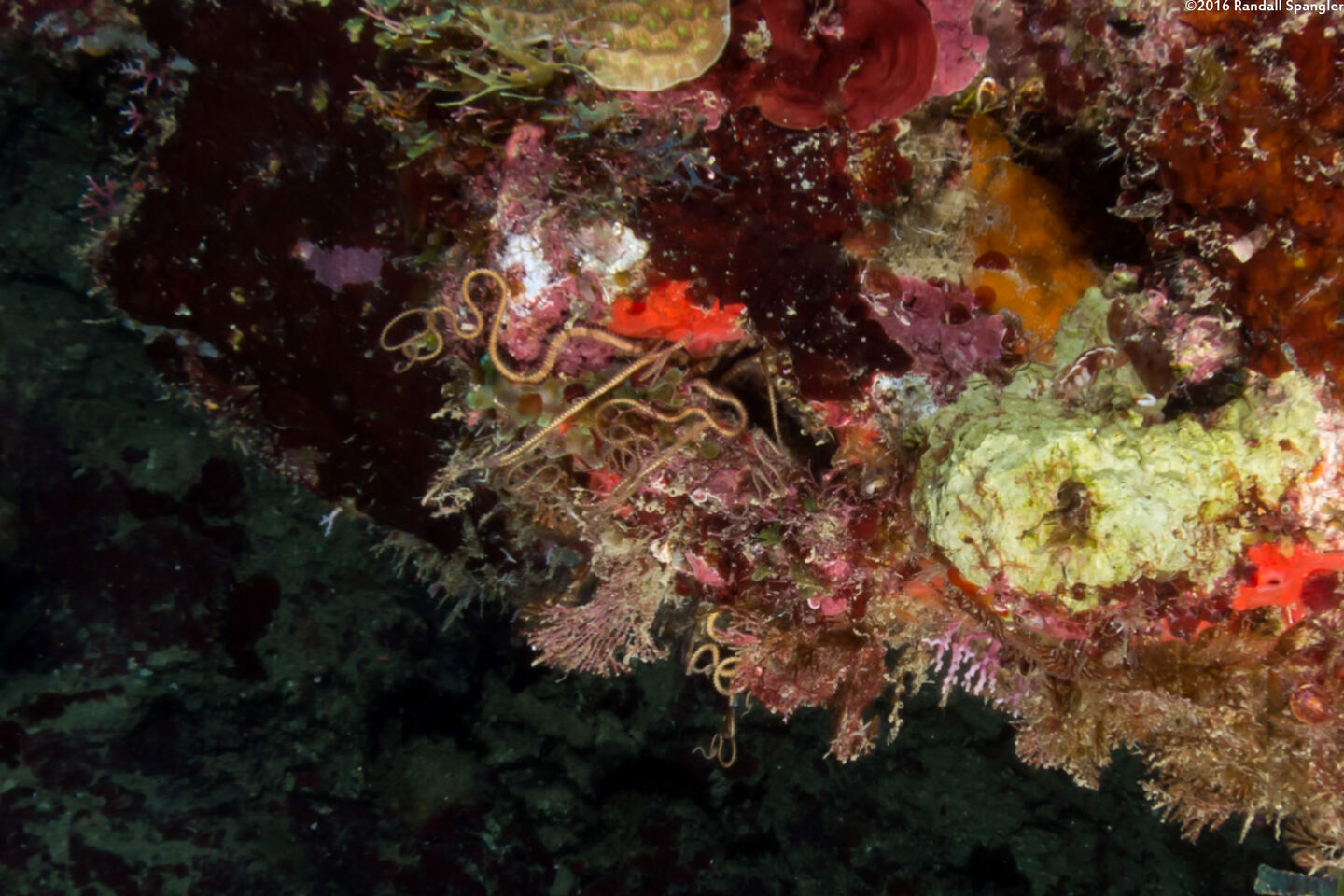 Ophiopsila riisei (Crevice Brittle Star)