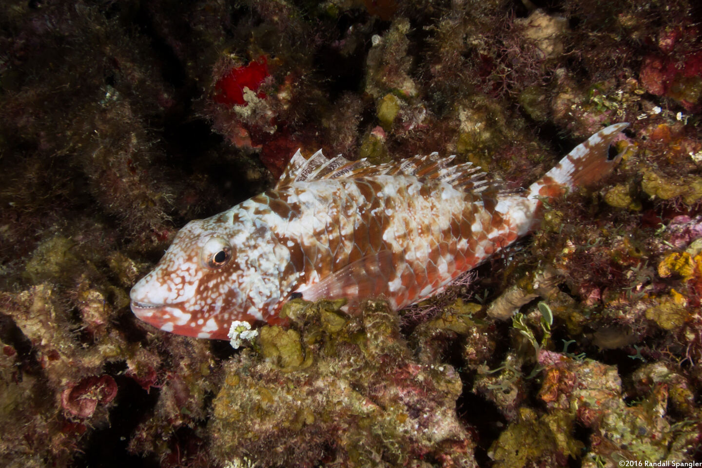 Sparisoma chrysopterum (Redtail Parrotfish)