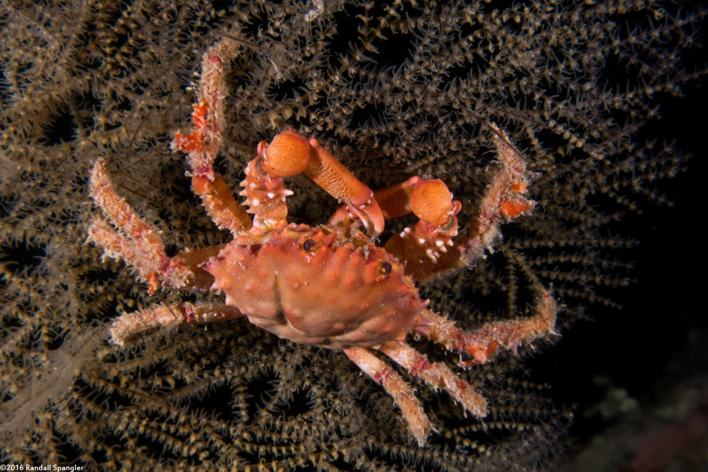 Mithrax hispidus (Coral Clinging Crab)