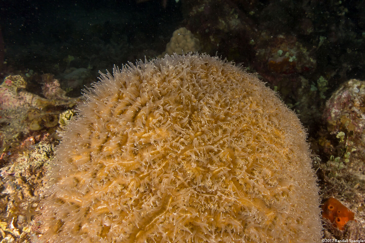Meandrina meandrites (Maze Coral)