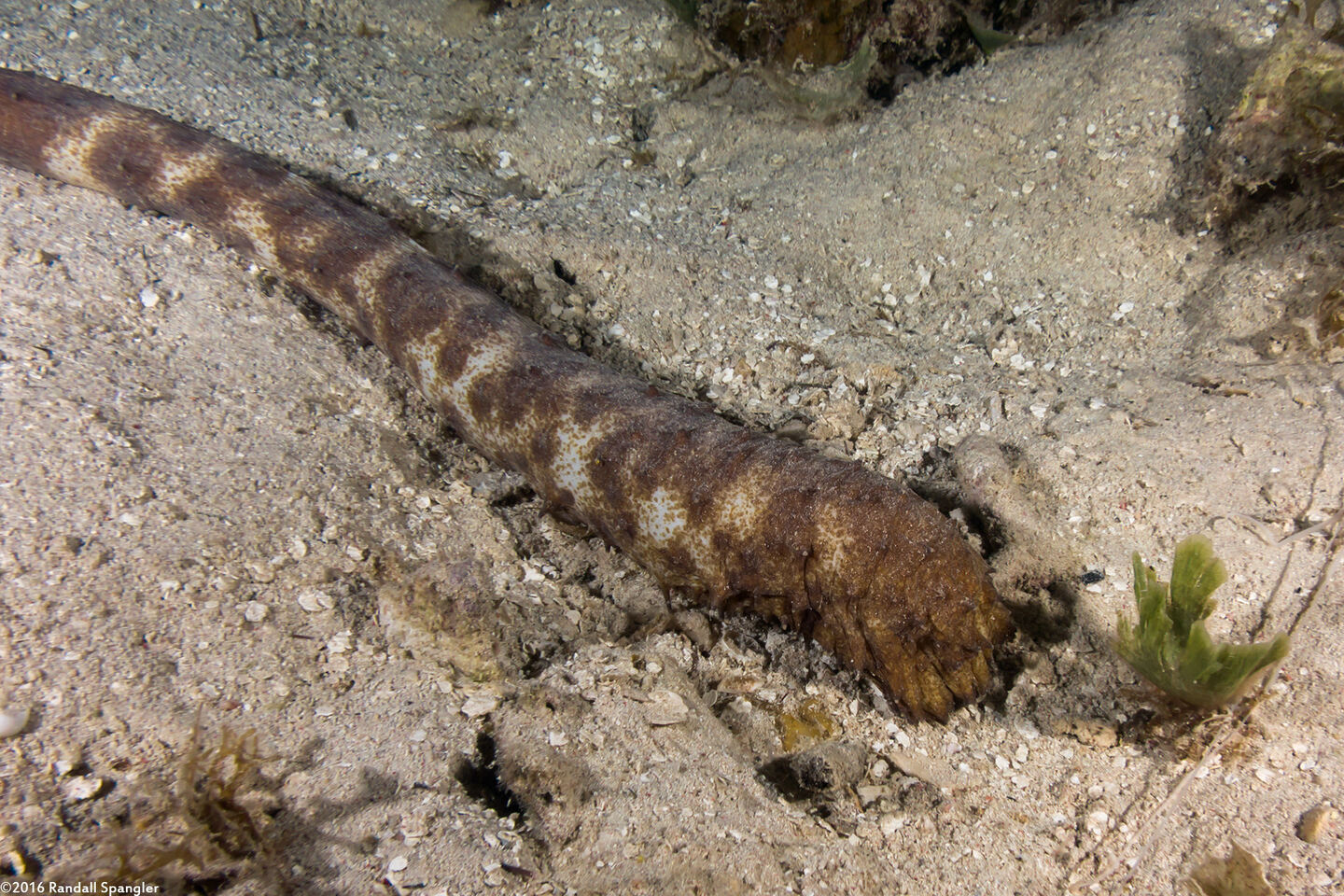 Holothuria thomasi (Tiger Tail Sea Cucumber)