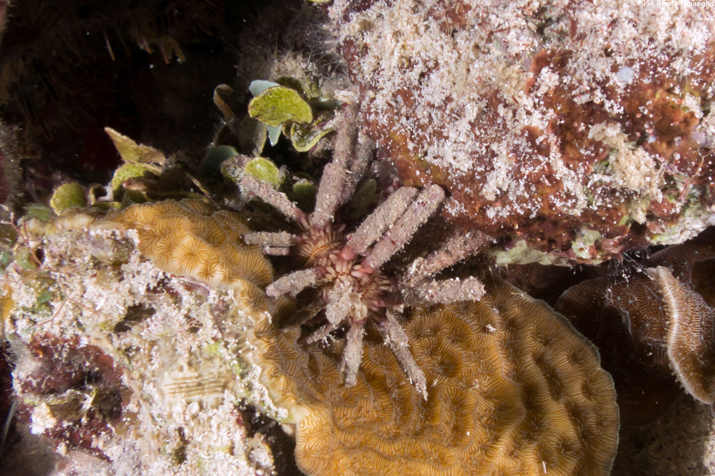 Eucidaris tribuloides (Slatepencil Urchin)