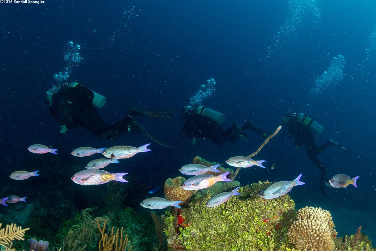 Clepticus parrae (Creole Wrasse)