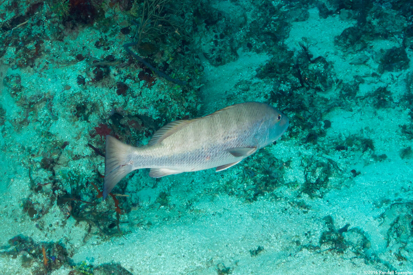 Lutjanus cyanopterus (Cubera Snapper)