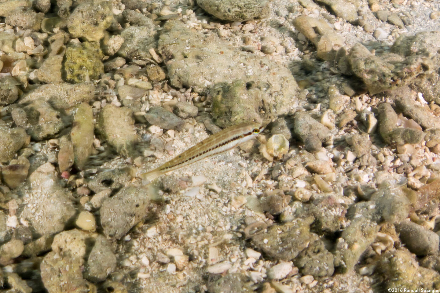 Halichoeres bivittatus (Slippery Dick)