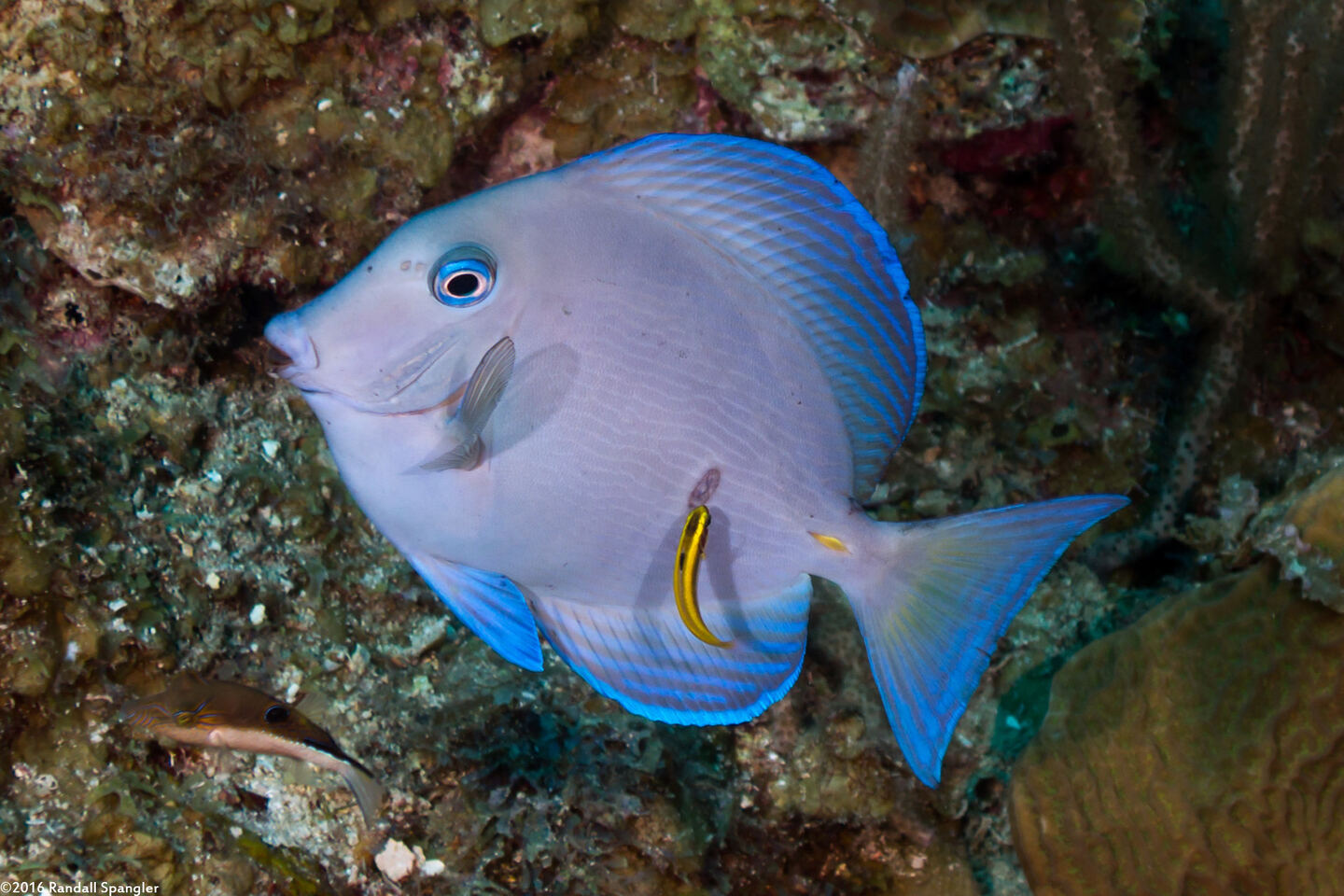 Acanthurus coeruleus (Blue Tang)