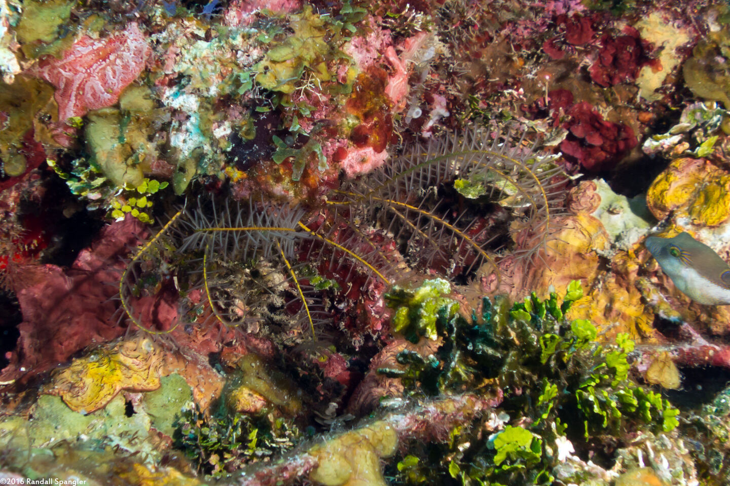 Analcidometra armata (Beaded Crinoid)