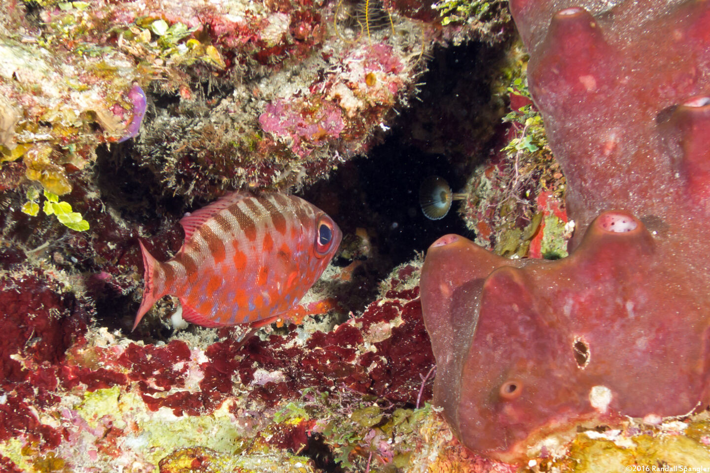 Heteropriacanthus cruentatus (Glasseye)