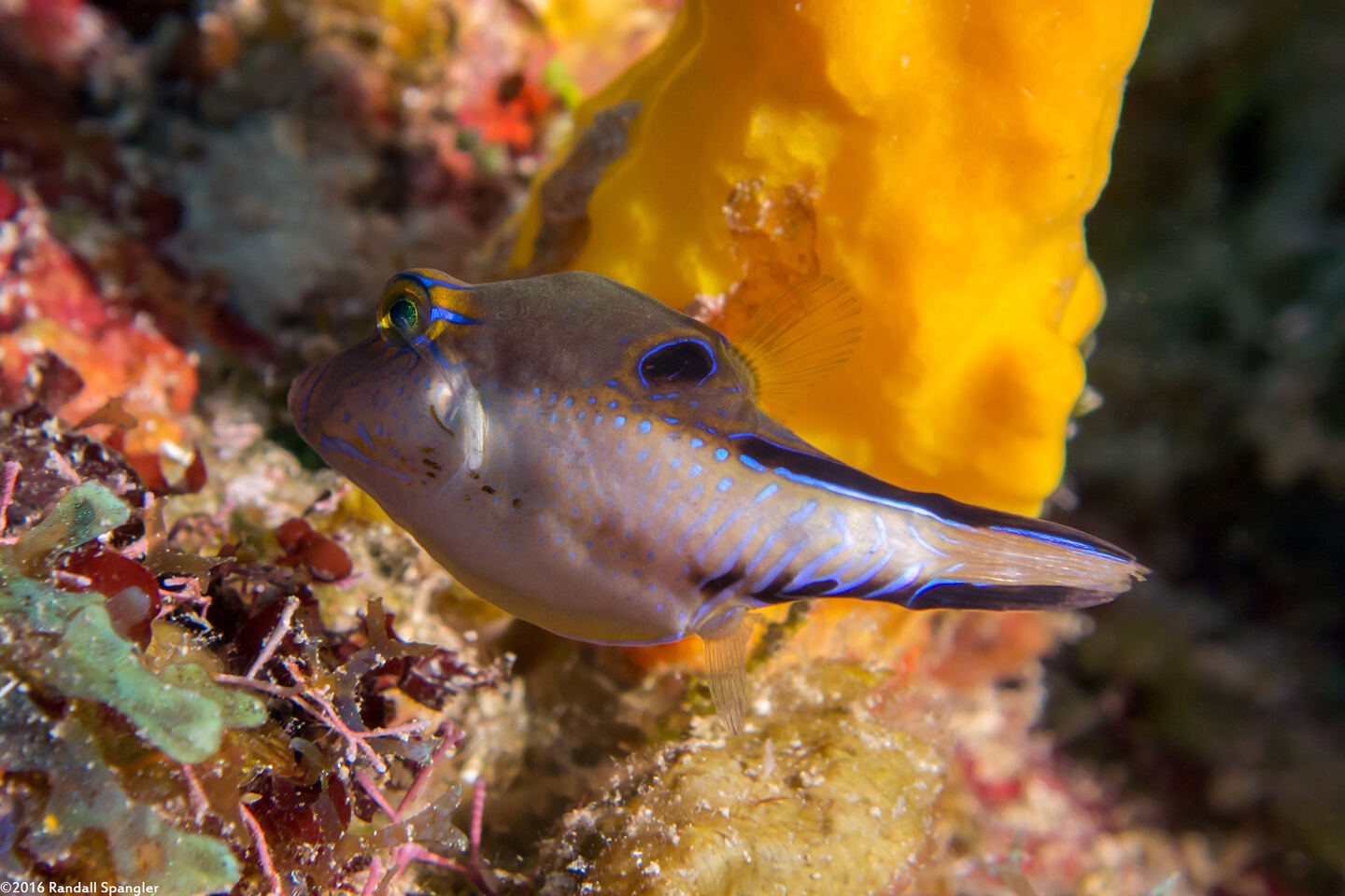 Canthigaster rostrata (Sharpnose Puffer)