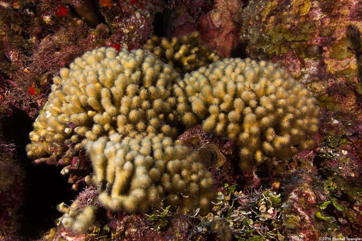 Madracis auretenra (Yellow Pencil Coral)