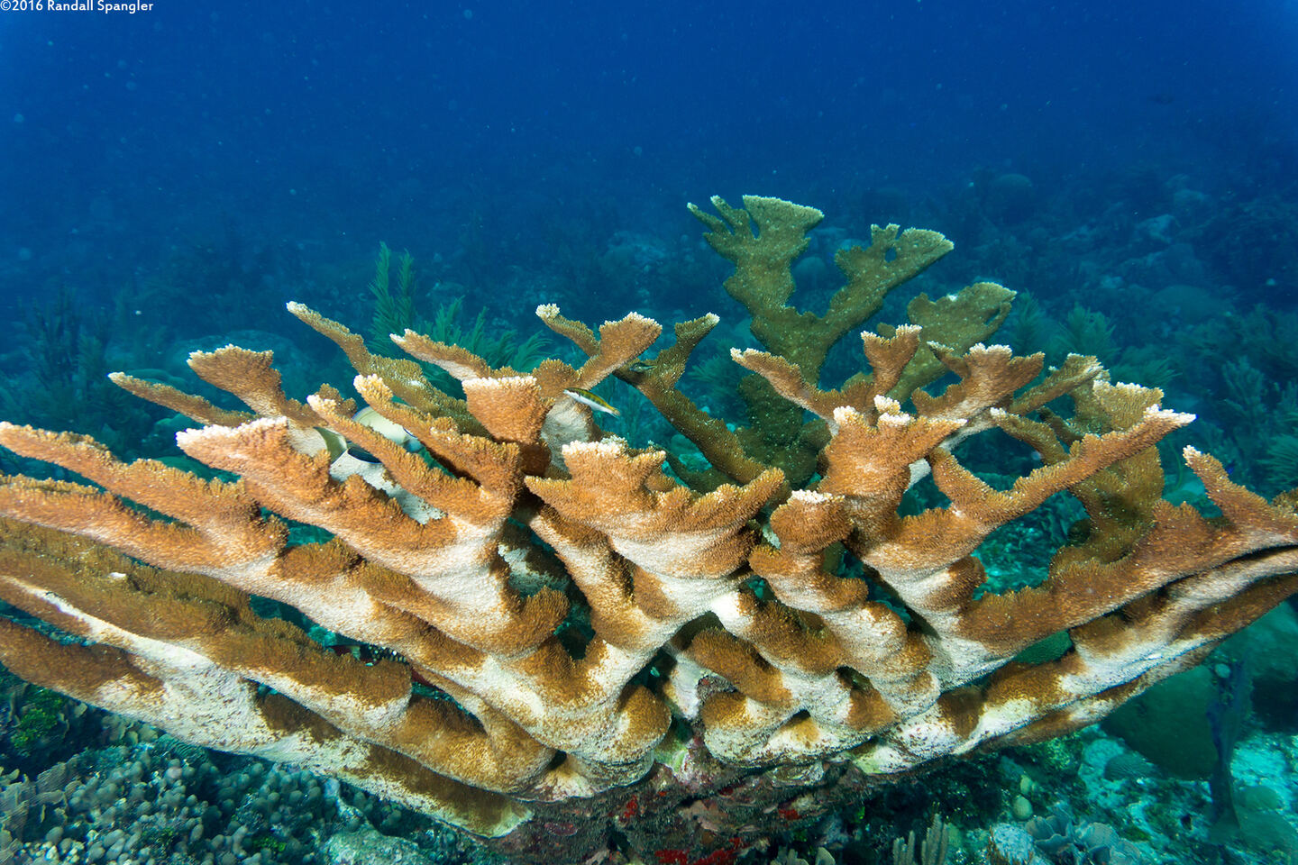 Acropora palmata (Elkhorn Coral)