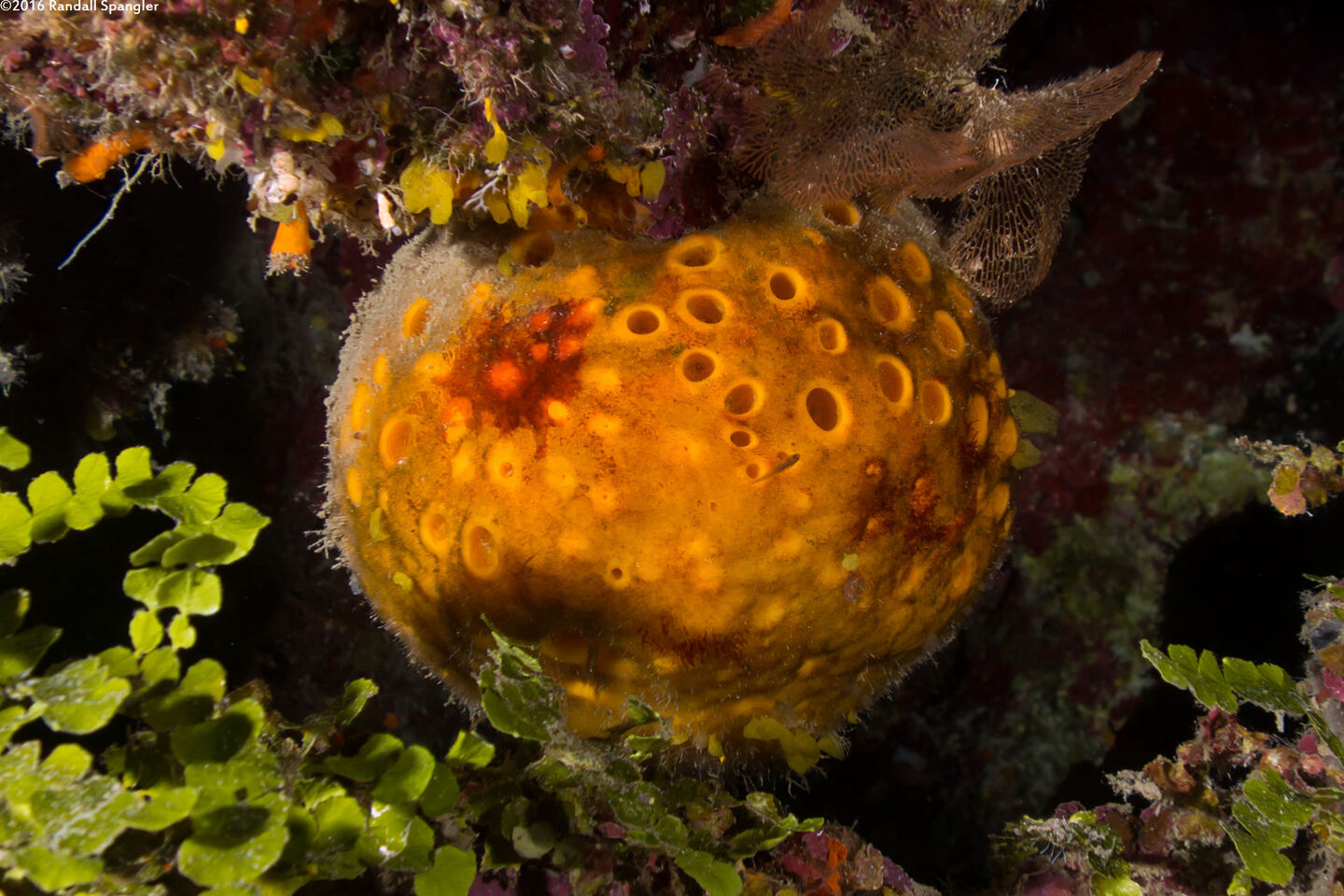 Cinachyrella sp,.1 (Orange Ball Sponge)