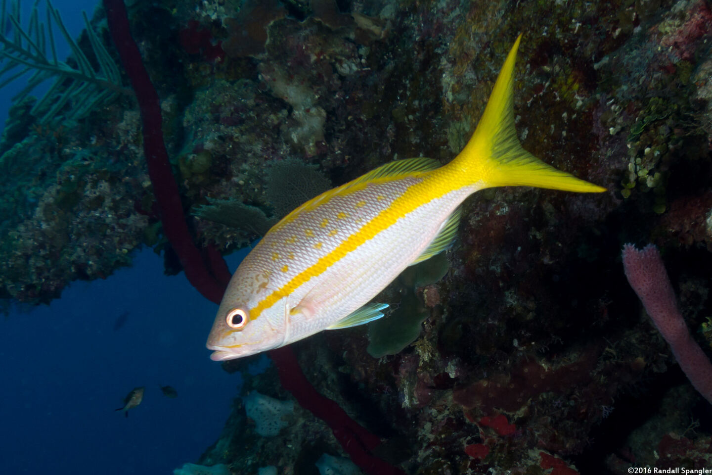 Ocyurus chrysurus (Yellowtail Snapper)