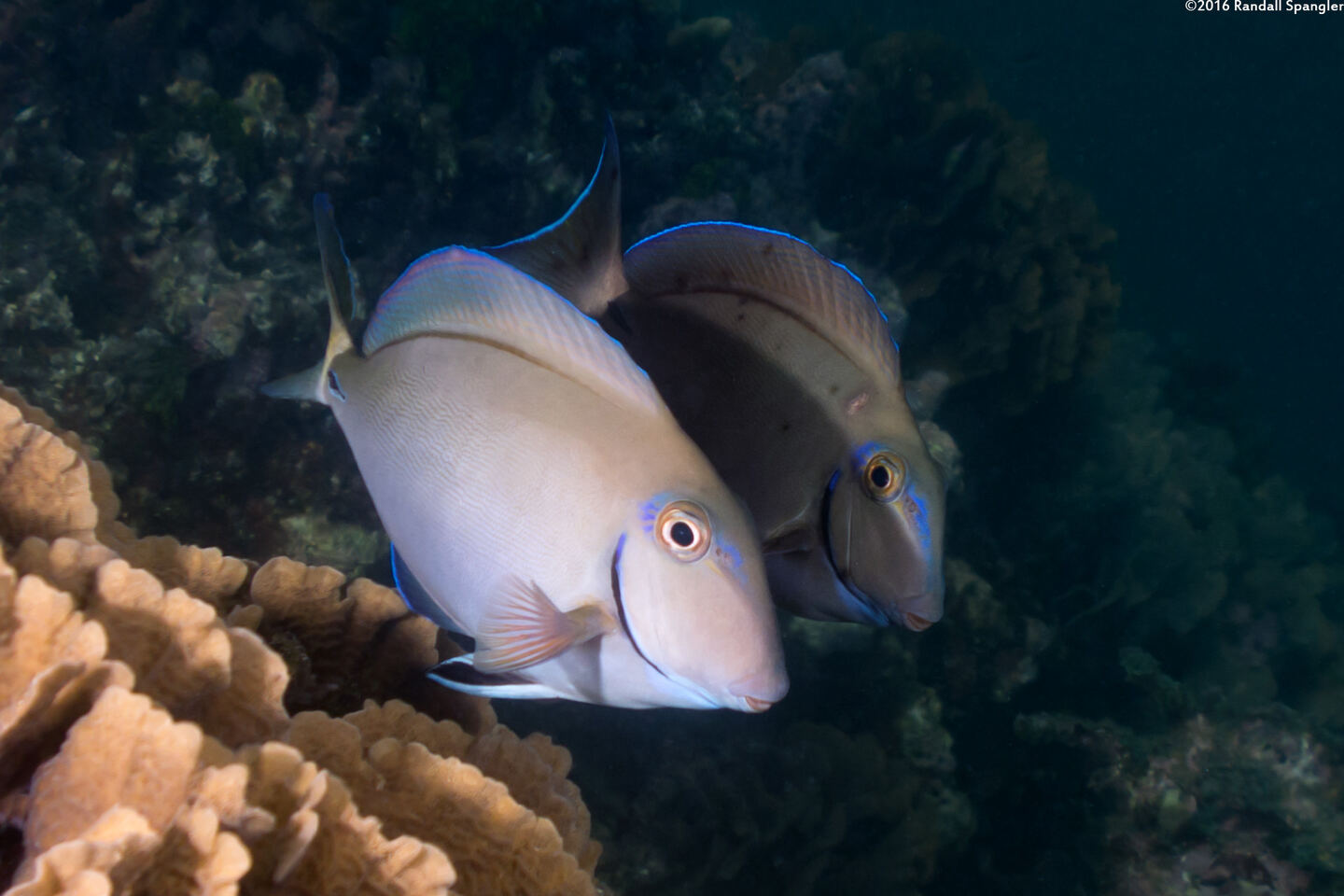 Acanthurus tractus (Ocean Surgeonfish)