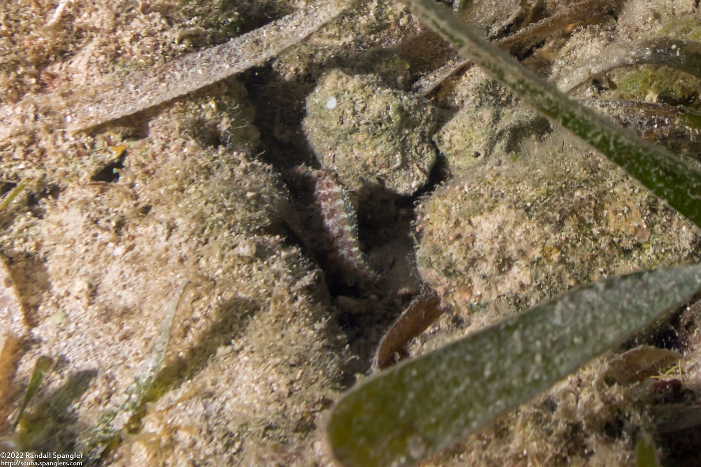 Malacoctenus macropus (Rosy Blenny)