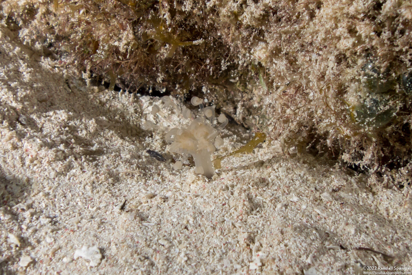 Cerianthidae sp.1 (Transparent Tube-Dwelling Anemone)