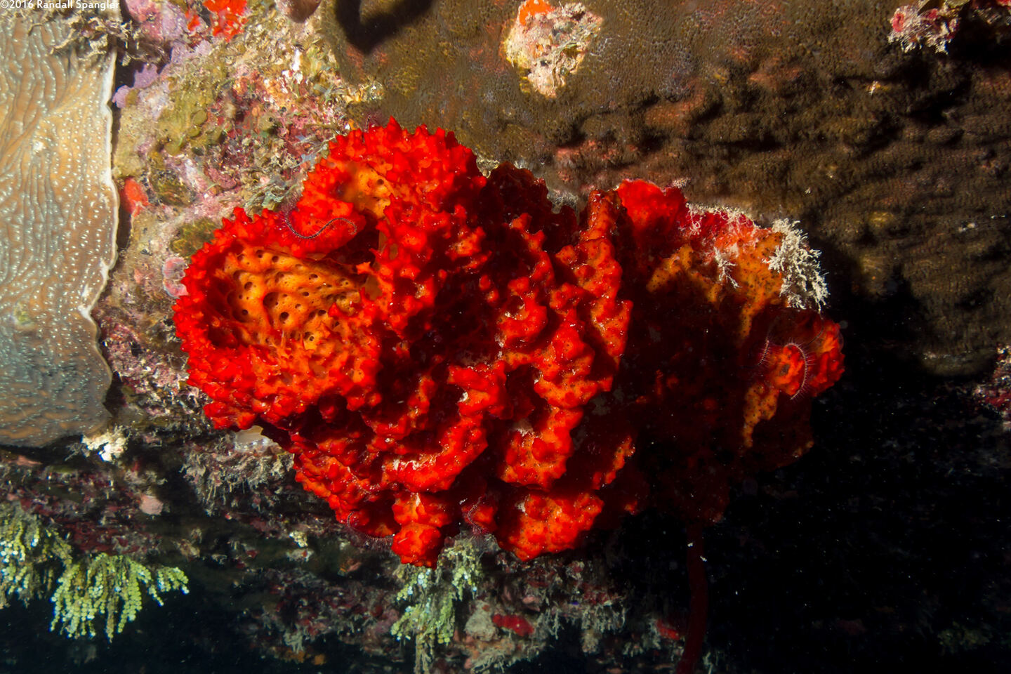 Mycale laxissima (Strawberry Vase Sponge)