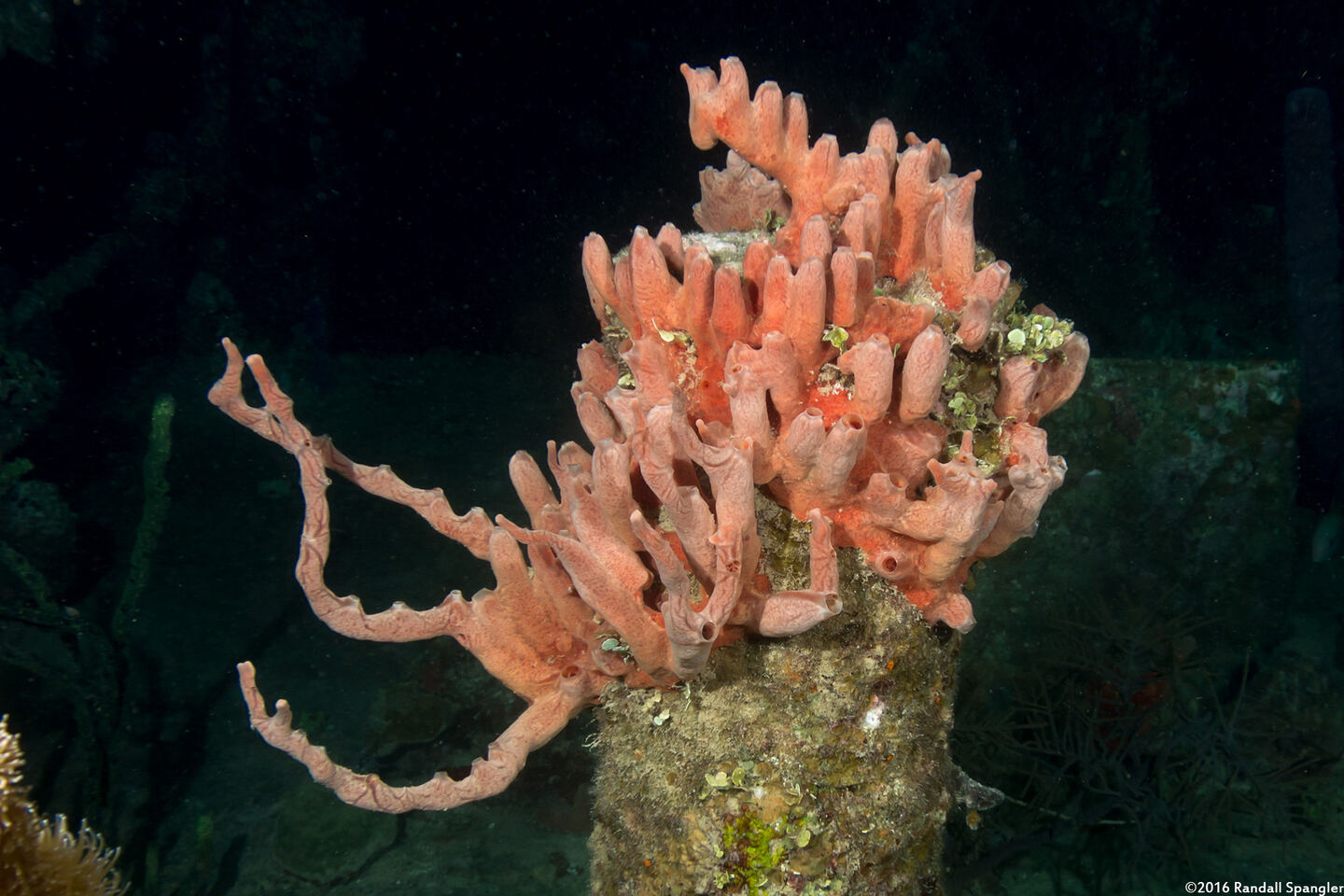 Desmapsamma anchorata (Lumpy Overgrowing Sponge)