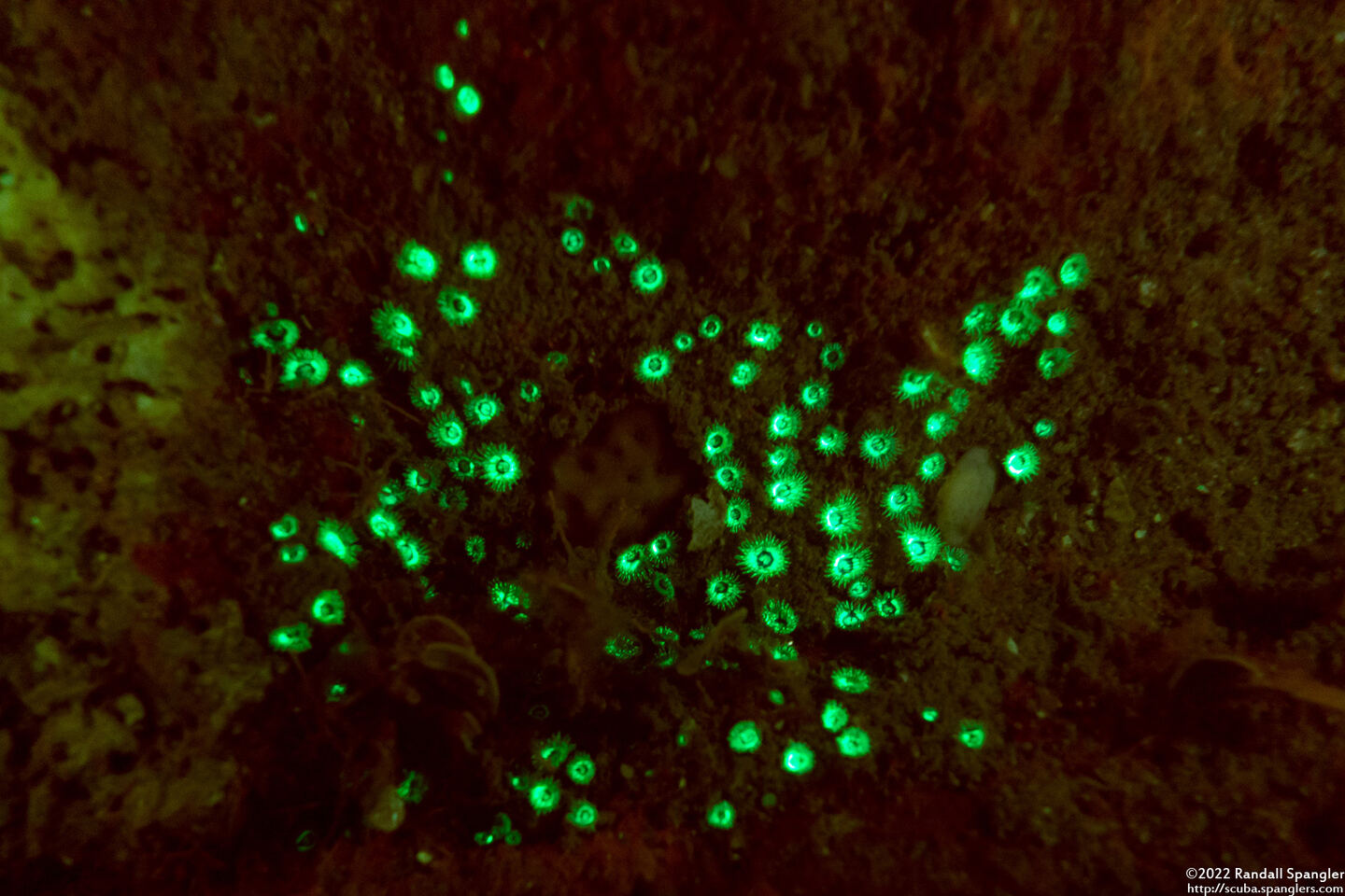 Zoanthus pulchellus (Mat Zoanthid)