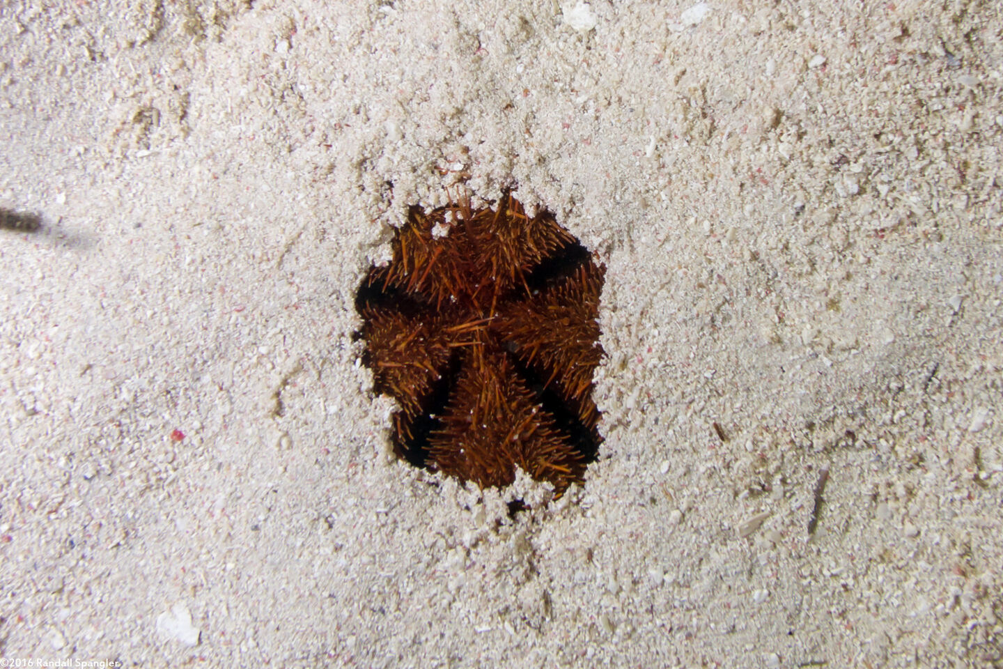 Meoma ventricosa (Red Heart Urchin)