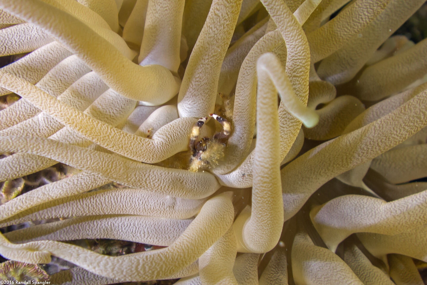 Mithraculus cinctimanus (Banded Clinging Crab)