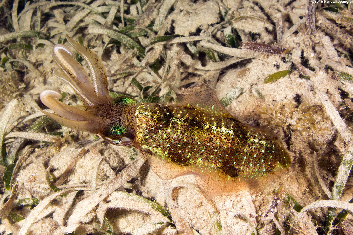 Sepioteuthis sepioidea (Caribbean Reef Squid)
