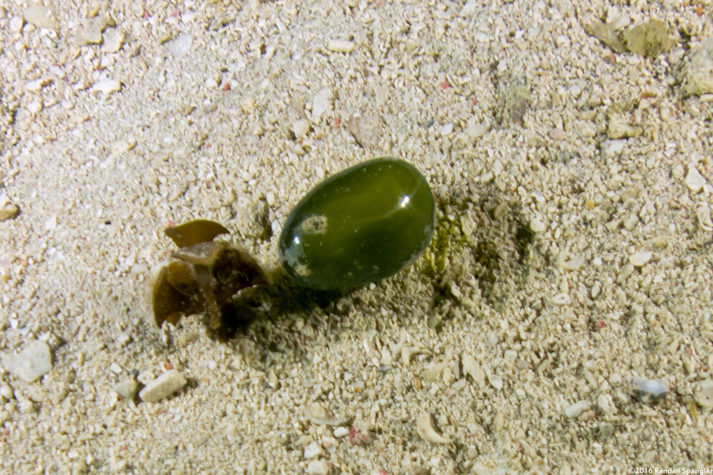Valonia ventricosa (Sea Grape)
