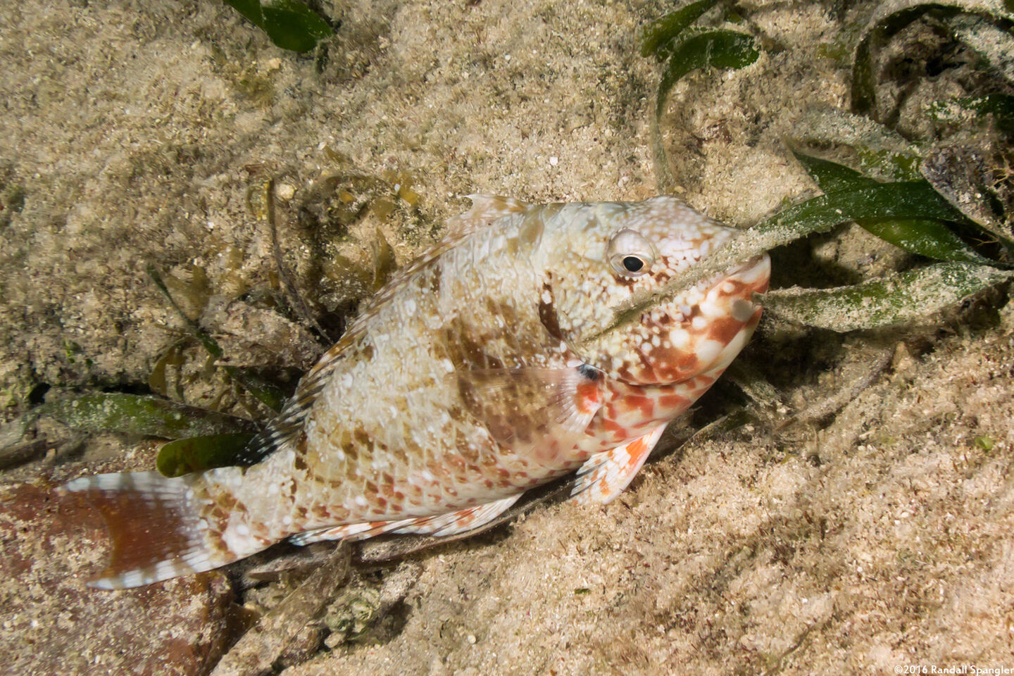 Sparisoma chrysopterum (Redtail Parrotfish)