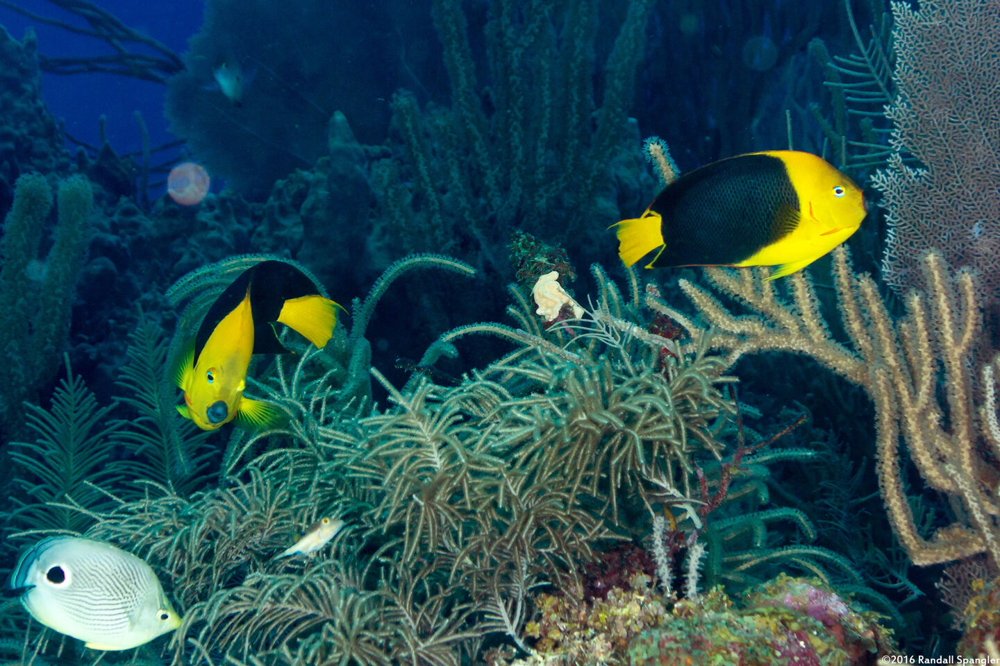 Holacanthus tricolor (Rock Beauty)