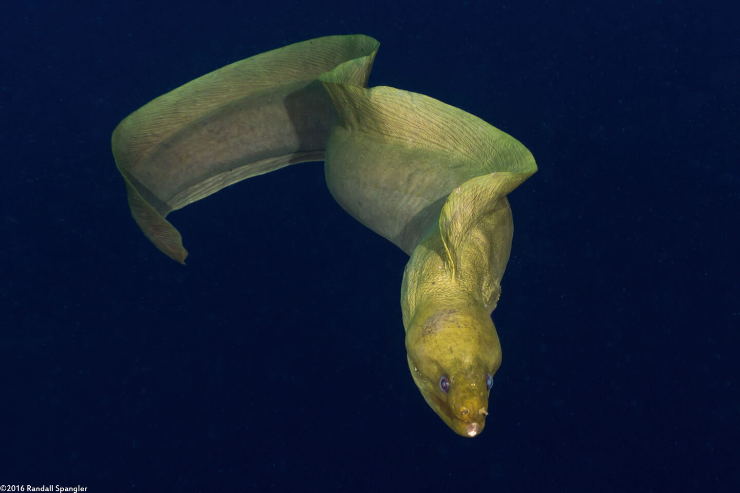 Gymnothorax funebris (Green Moray)