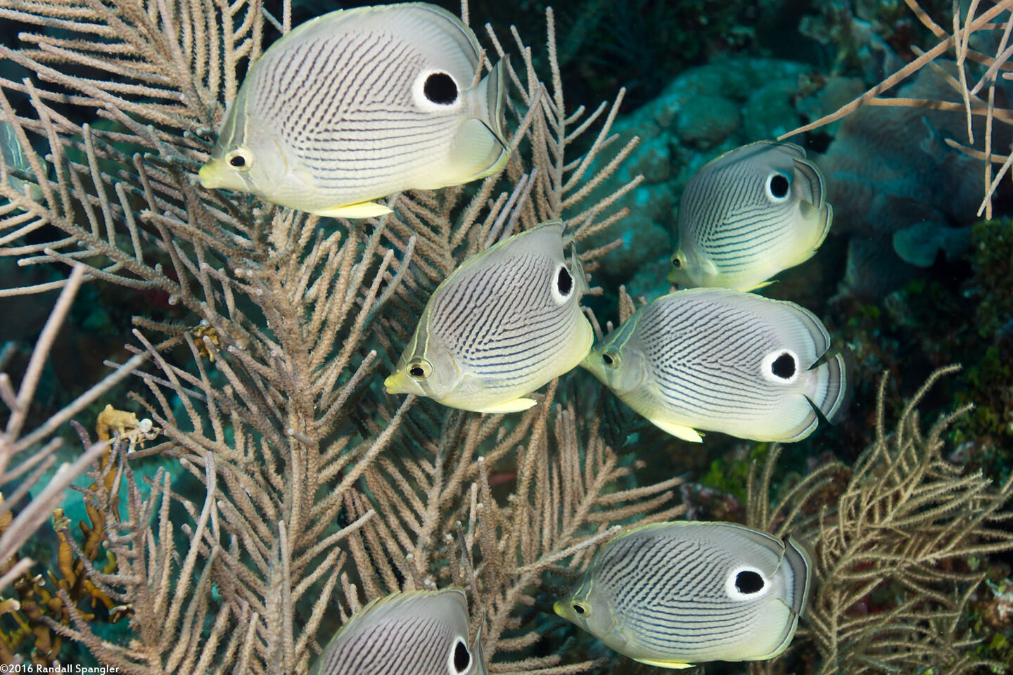 Chaetodon capistratus (Foureye Butterflyfish)