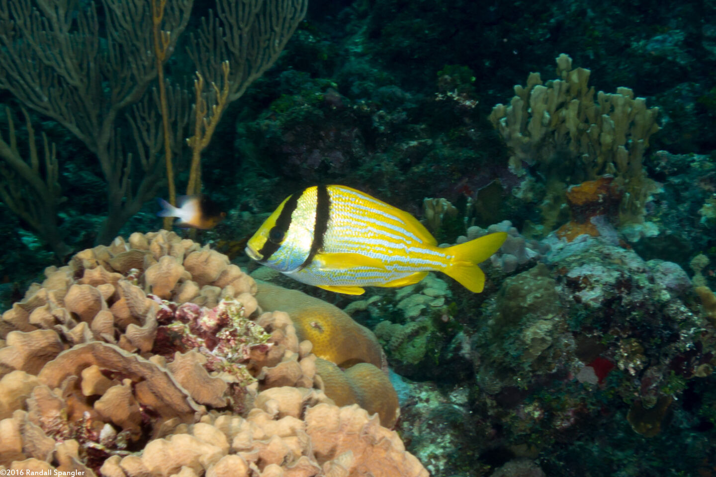 Anisotremus virginicus (Porkfish)