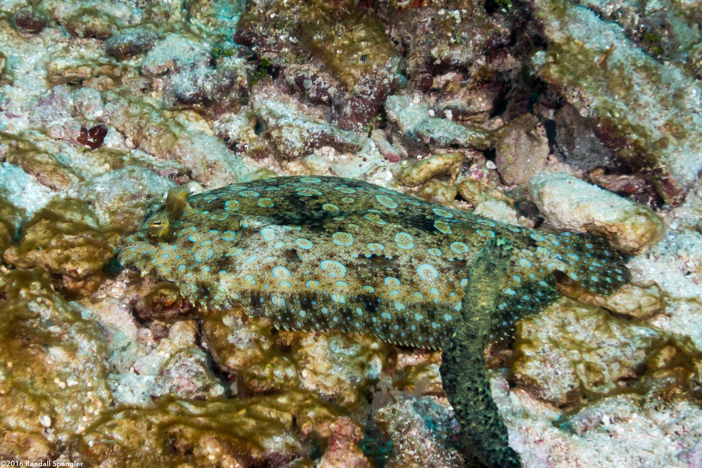 Bothus lunatus (Peacock Flounder)