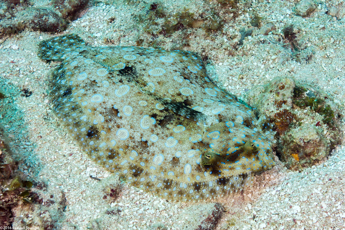 Bothus lunatus (Peacock Flounder)