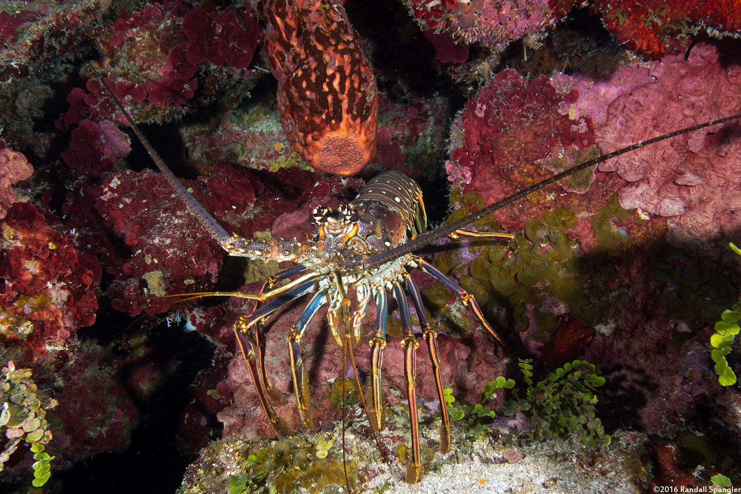 Panulirus argus (Caribbean Spiny Lobster)