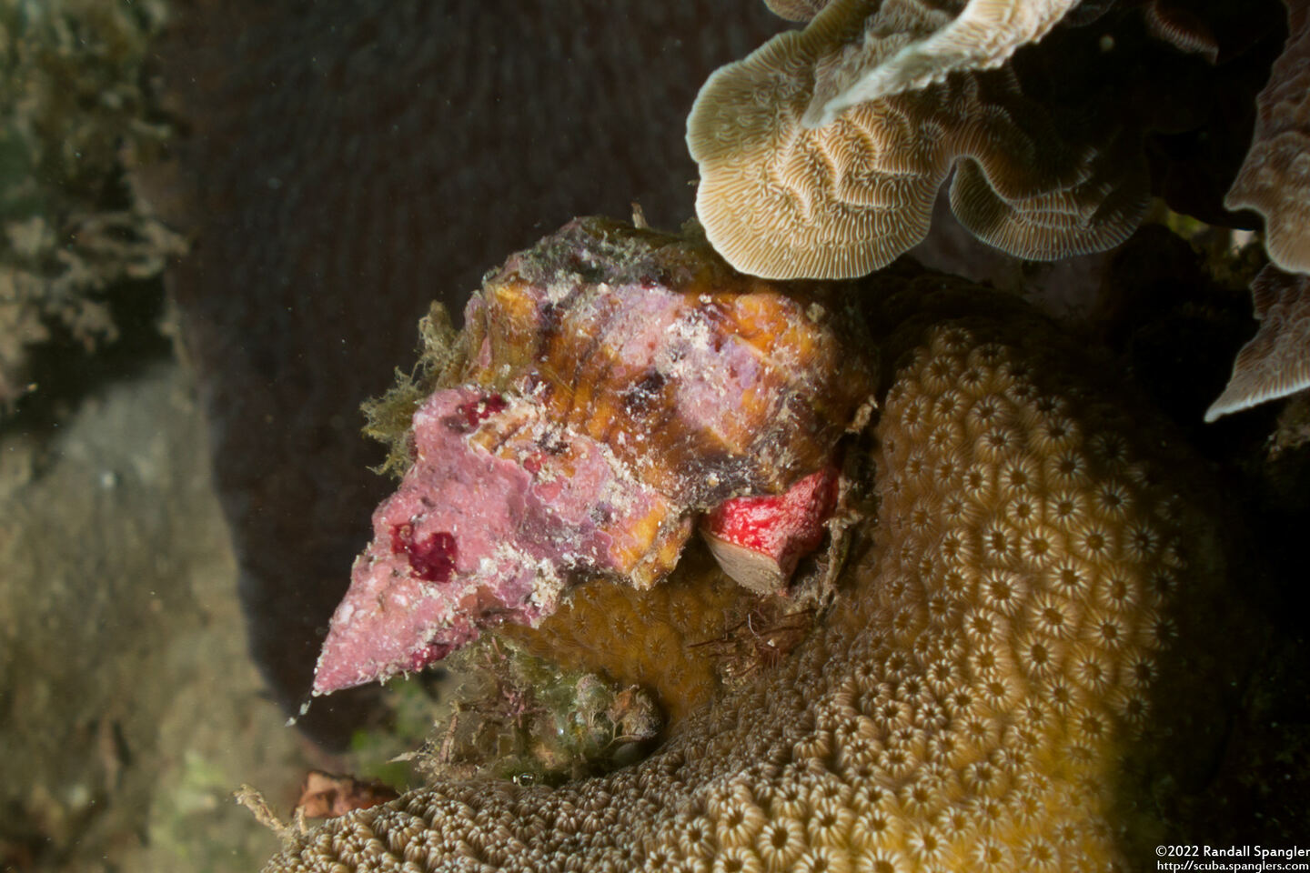 Hemipolygona carinifera (Twin-Corded Latirus)