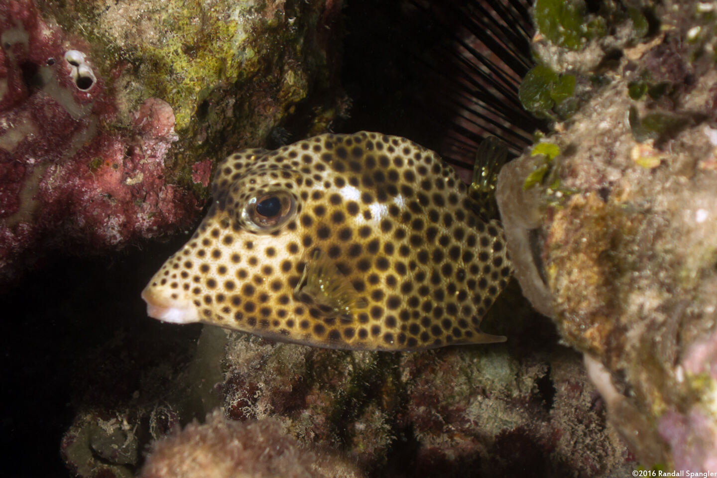 Lactophrys bicaudalis (Spotted Trunkfish)