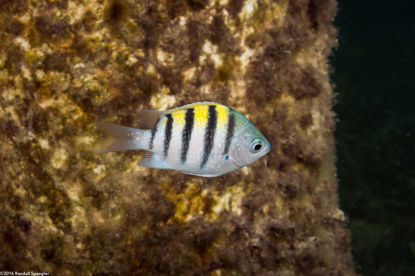 Abudefduf saxatilis (Sergeant Major)