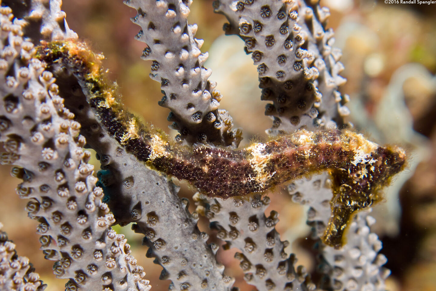Hippocampus reidi (Longsnout Seahorse)