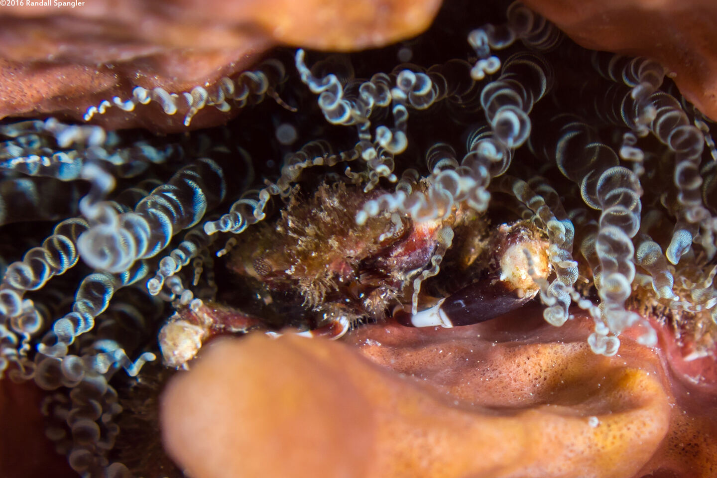 Mithraculus cinctimanus (Banded Clinging Crab)