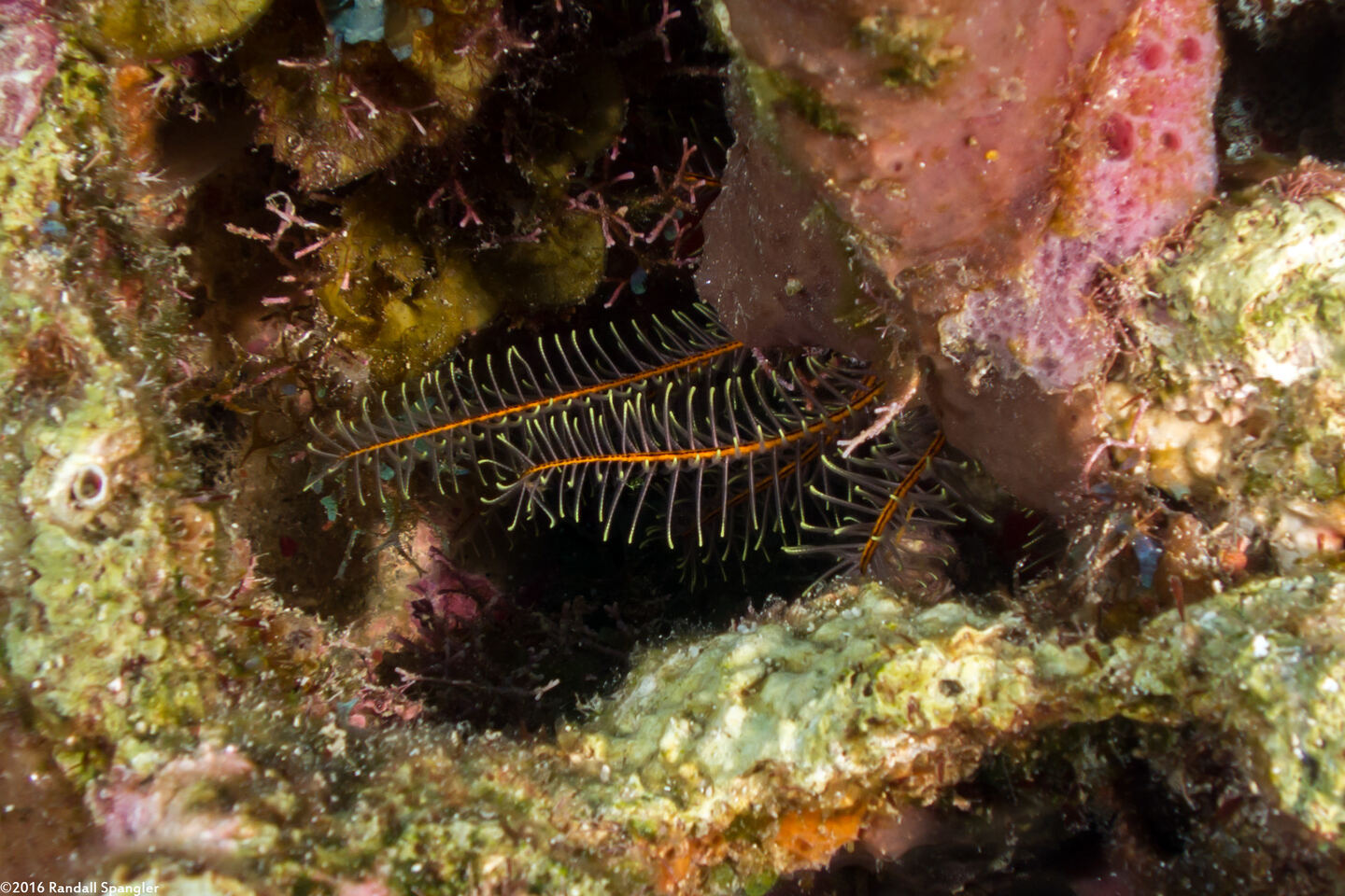 Davidaster rubiginosus (Golden Crinoid)