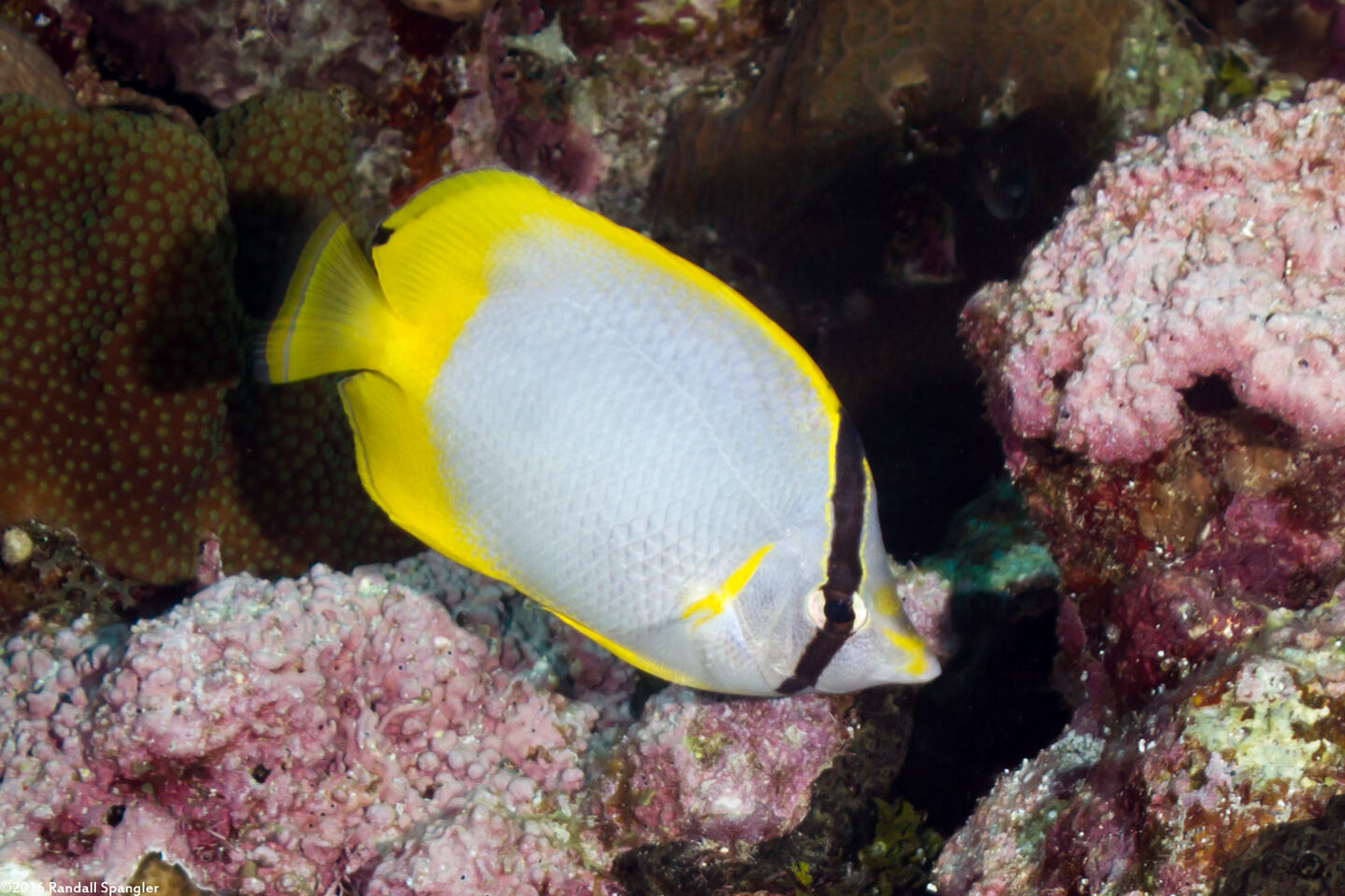 Chaetodon ocellatus (Spotfin Butterflyfish)