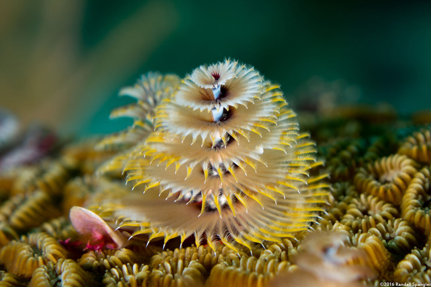 Spirobranchus giganteus (Christmas Tree Worm)