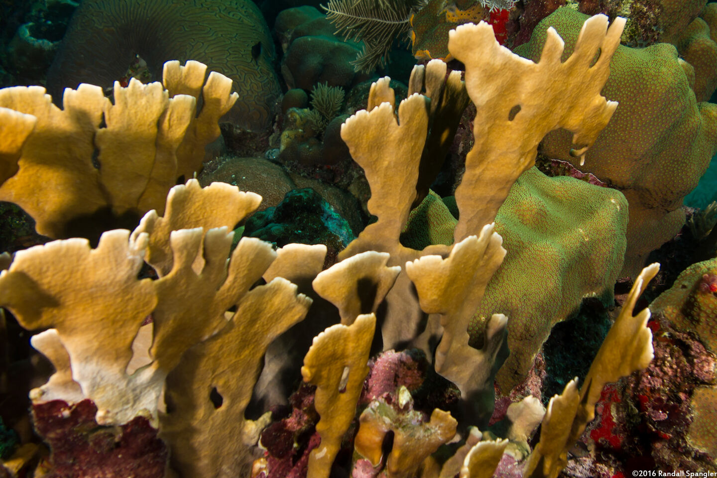 Millepora complanata (Blade Fire Coral)
