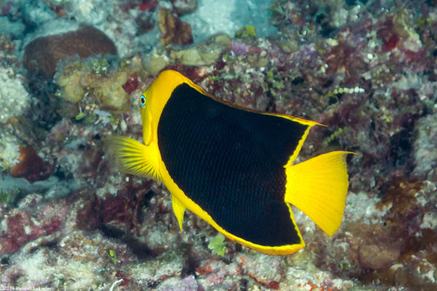 Holacanthus tricolor (Rock Beauty)
