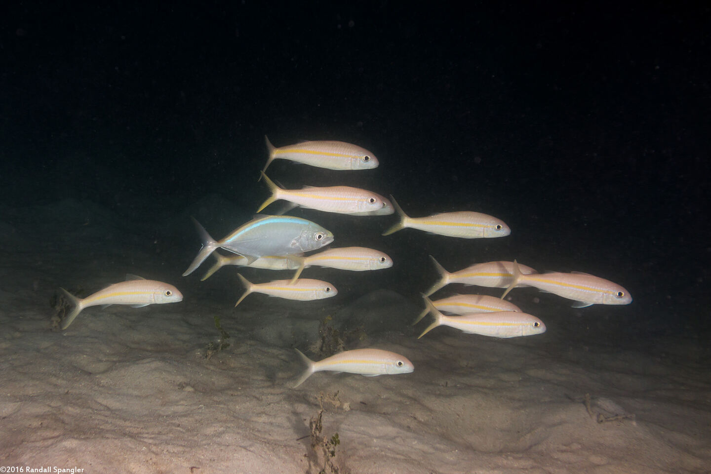Mulloidichthys martinicus (Yellow Goatfish)