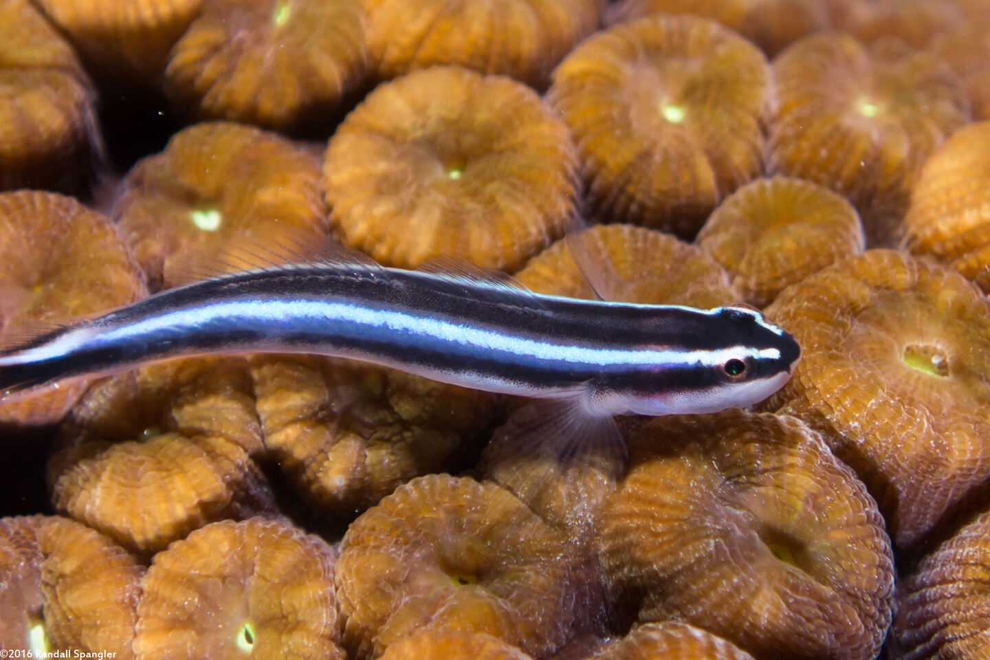 Elacatinus lobeli (Caribbean Neon Goby)