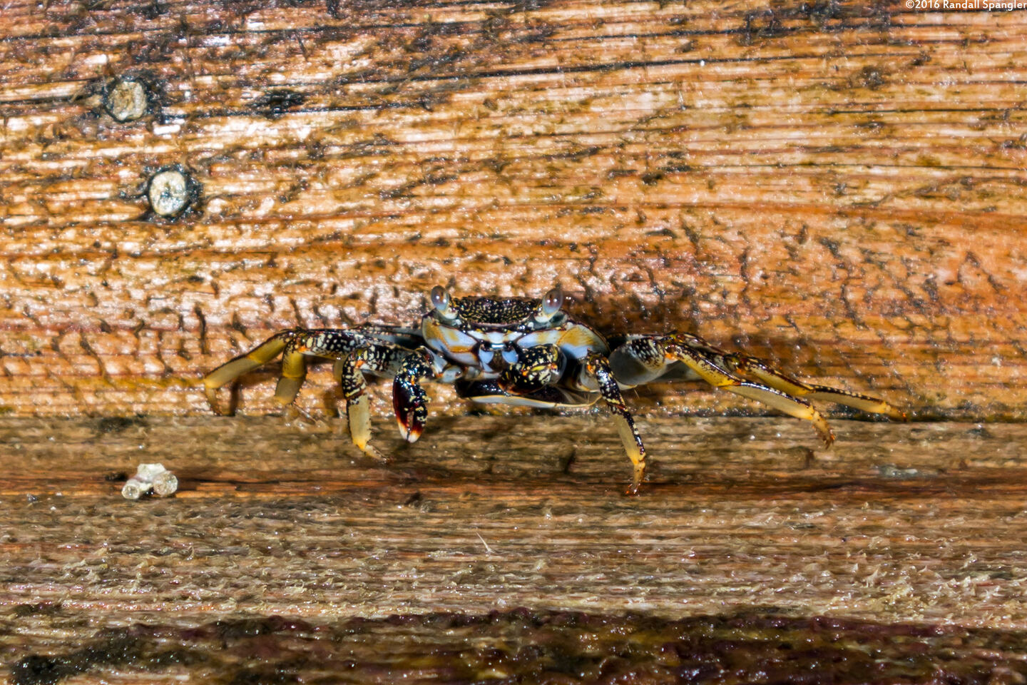 Plagusia depressa (Tidal Spray Crab)