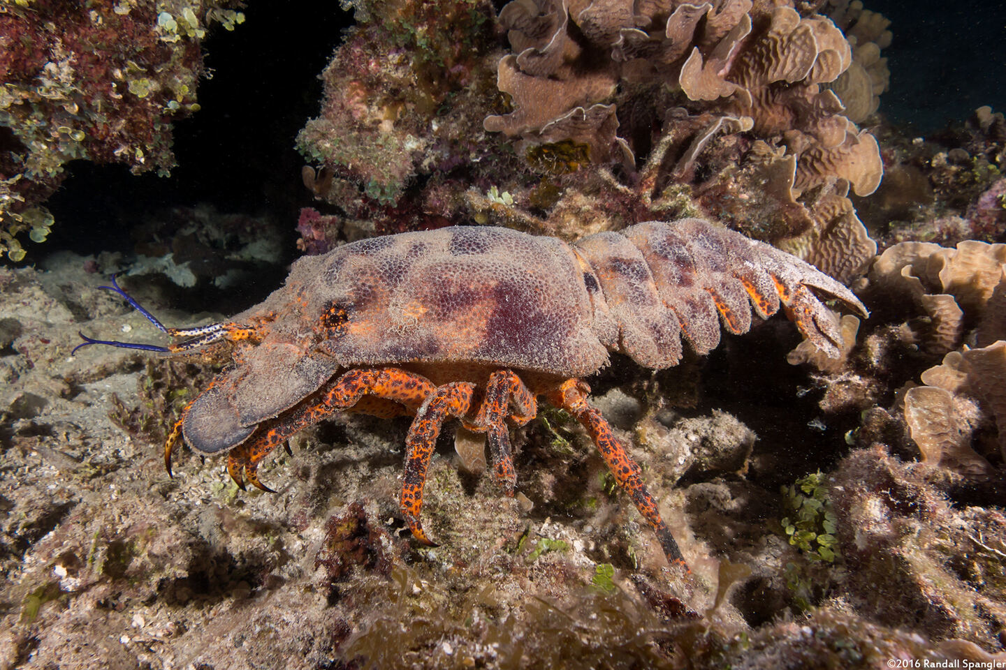 Scyllarides aequinoctialis (Spanish Slipper Lobster)