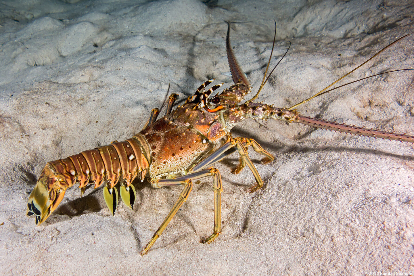 Panulirus argus (Caribbean Spiny Lobster)